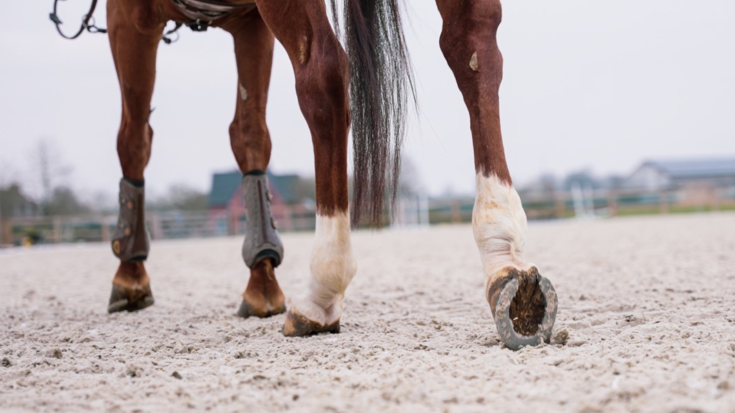 ABWFO2503_Paardenpiste_5.jpg